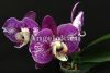 фото Фаленопсис (Phalaenopsis Brazil '54262') от магазина магазина орхидей Ангелок
