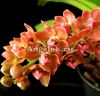 фото Ринхостилис (Rhy.gigantea var.orange) Тайвань от магазина магазина орхидей Ангелок