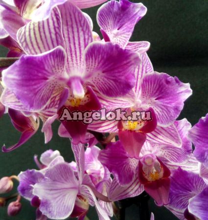 фото Фаленопсис бабочка (Phalaenopsis Santiago) пелорик от магазина магазина орхидей Ангелок