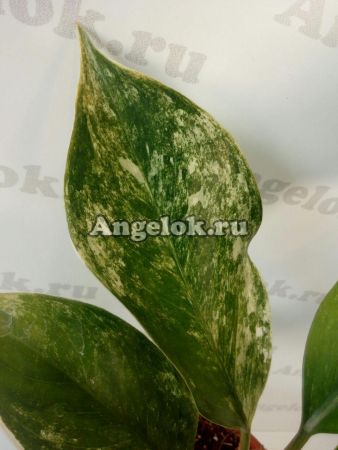 фото Аглаонема (Aglaonema Yok Siam) от магазина магазина орхидей Ангелок