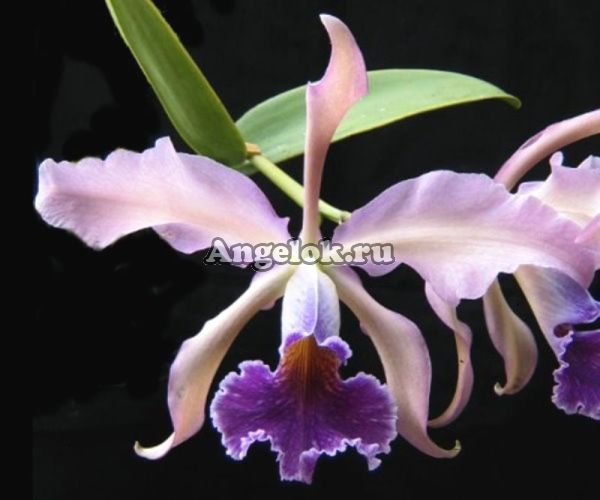 фото Каттлея (C.Whitei v.coerulea) Тайвань от магазина магазина орхидей Ангелок