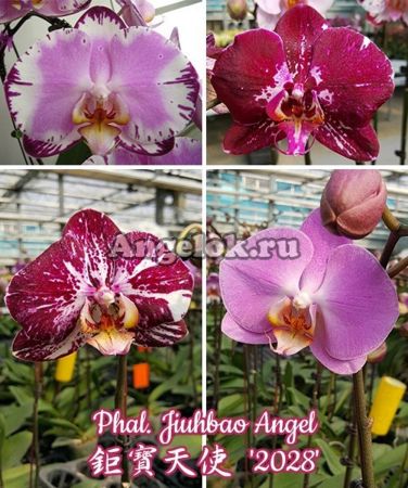 фото Фаленопсис (Phalaenopsis Jiuhbao Angel) Тайвань от магазина магазина орхидей Ангелок