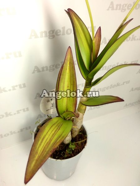 фото Дендробиум фаленопсис мини (Dendrobium Dancing Flora) от магазина магазина орхидей Ангелок