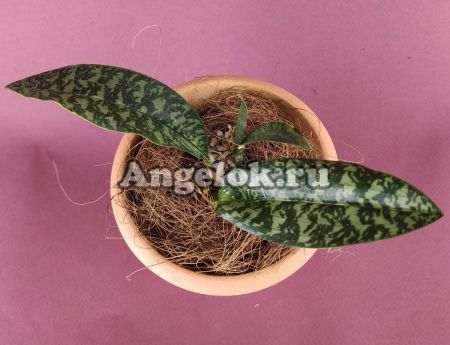 фото Оцеокладес (Oeceoclades maculata) Тайвань от магазина магазина орхидей Ангелок