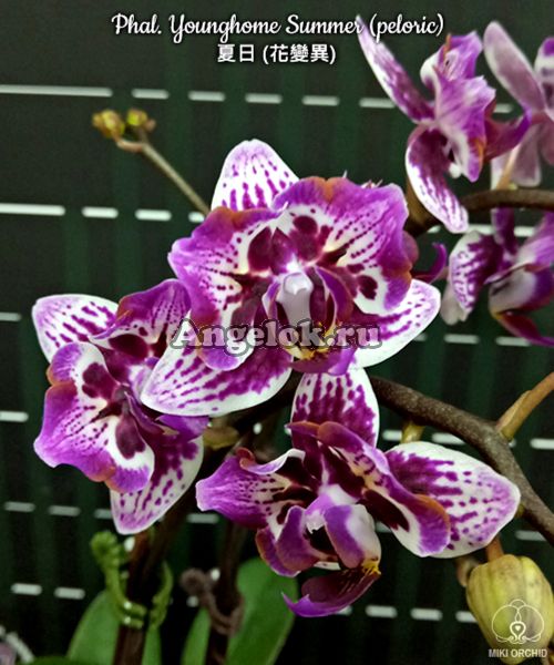 фото Фаленопсис бабочка (Phalaenopsis Younghome Summer) от магазина магазина орхидей Ангелок