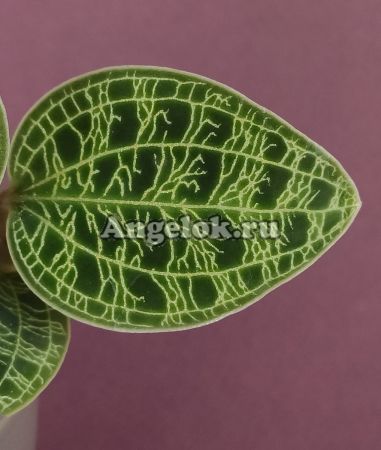 фото Макодес (Macodes petola) от магазина магазина орхидей Ангелок