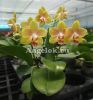 фото Фаленопсис (Phalaenopsis Miki Golden Sand 'Baby MXS02') Тайвань от магазина магазина орхидей Ангелок