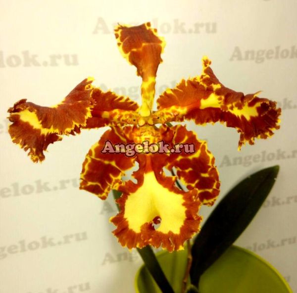 фото Психопсис (Psychp. Mariposa 'Special') Тайвань от магазина магазина орхидей Ангелок