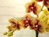 Фаленопсис Чармер (Phalaenopsis Charmer)