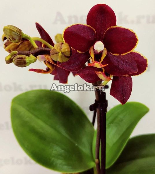 фото Фаленопсис Тайсуко Кобольд (Phalaenopsis Taisuco Kobold) от магазина магазина орхидей Ангелок