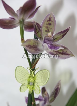 фото Зажим для орхидей Бабочка желтая / зеленая от магазина магазина орхидей Ангелок