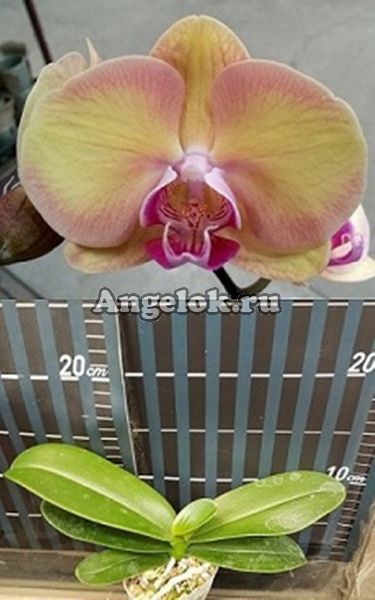 фото Фаленопсис (Phalaenopsis Amber Princess 'MXS142') Тайвань от магазина магазина орхидей Ангелок