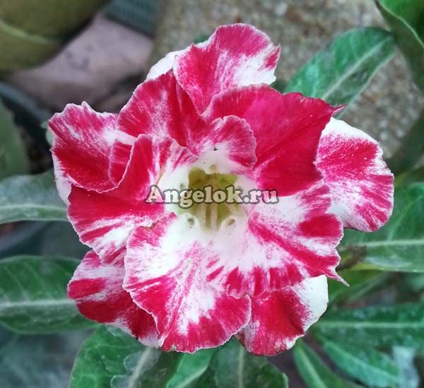 фото Адениум (Adenium obesum Sakura kiss) от магазина магазина орхидей Ангелок