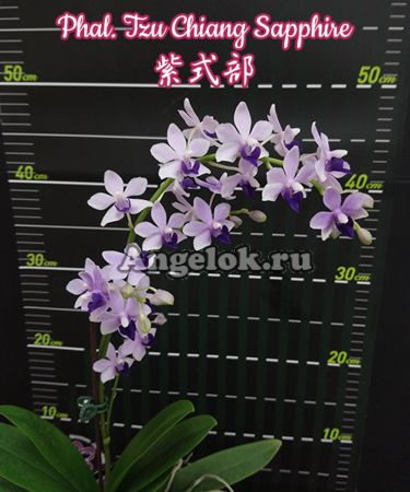 фото Фаленопсис Сапфир (Phalaenopsis Tzu Chiang Sapphire) Тайвань от магазина магазина орхидей Ангелок