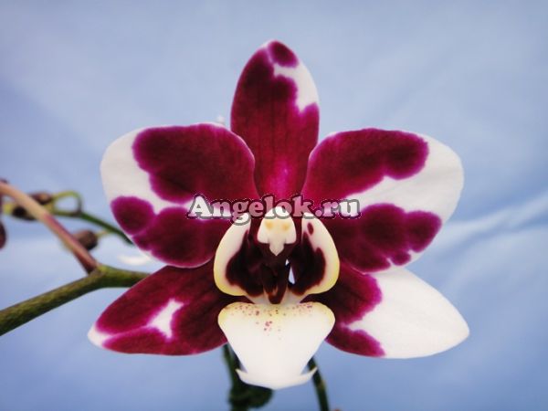 фото Фаленопсис (P.Chi Yueh Cow) Тайвань от магазина магазина орхидей Ангелок