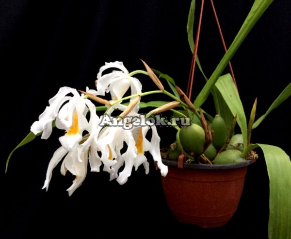 фото Целогина гребенчатая (Coelogyne cristata) от магазина магазина орхидей Ангелок