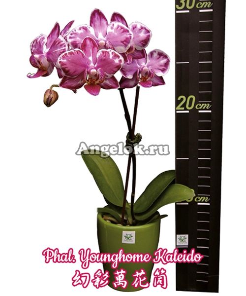 фото Фаленопсис (Phalaenopsis Younghome Kaleido) Тайвань от магазина магазина орхидей Ангелок