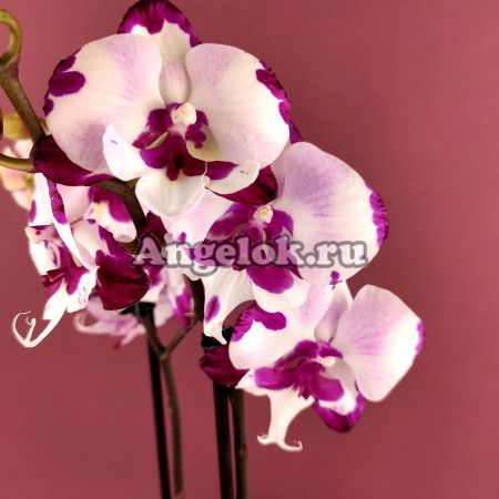 фото Фаленопсис Биг Лип (Phalaenopsis King Car Dalmatian) от магазина магазина орхидей Ангелок