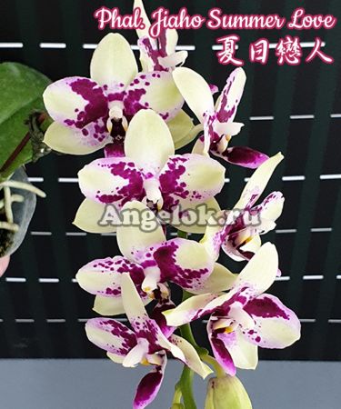 фото Фаленопсис (Phalaenopsis Jiaho Summer Love) Тайвань от магазина магазина орхидей Ангелок