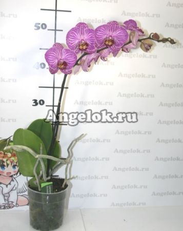 Фаленопсис (Phalaenopsis ) ph-86