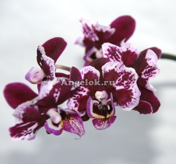 фото Фаленопсис мини (Phalaenopsis ) ph-81 от магазина магазина орхидей Ангелок