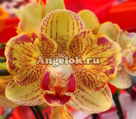 фото Фаленопсис (Phalaenopsis Little Bee) Тайвань от магазина магазина орхидей Ангелок