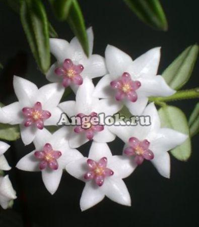 фото Хойя вибелла (Hoya Weebella Kloppenburg) черенок от магазина магазина орхидей Ангелок