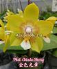 фото Фаленопсис (Phalaenopsis Chiada Sherry) Тайвань от магазина магазина орхидей Ангелок
