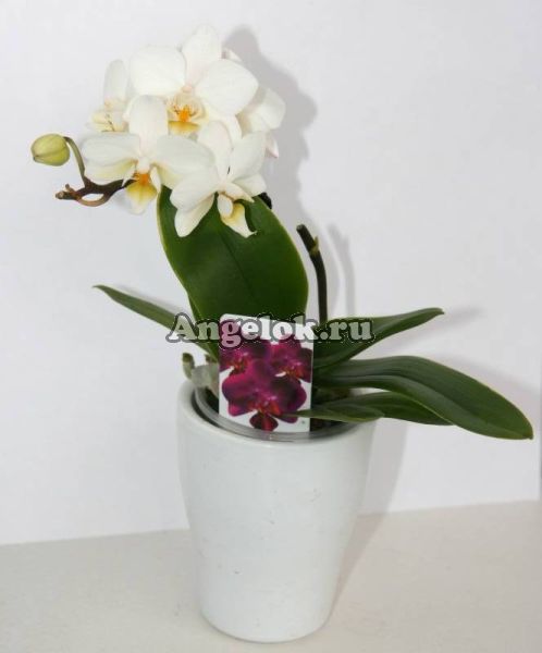 фото Фаленопсис мини (Phalaenopsis ) ph-19 от магазина магазина орхидей Ангелок