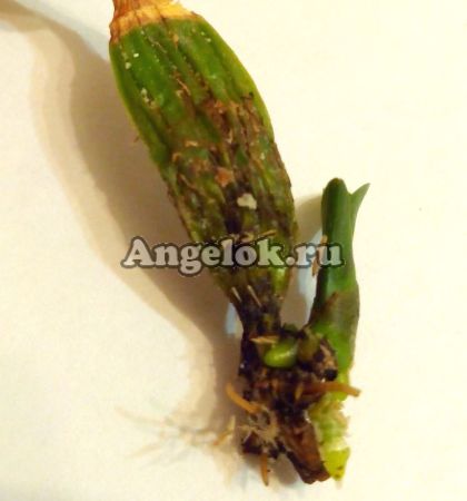 фото Радикс Стимулятор роста корней (Radix) 1,5 мл от магазина магазина орхидей Ангелок