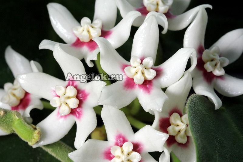 Хойя чашевидная (Hoya calycina) черенок