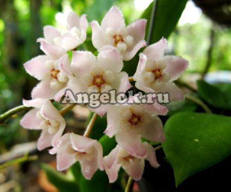 фото Хойя Томсони (Hoya Thomsonii) черенок от магазина магазина орхидей Ангелок