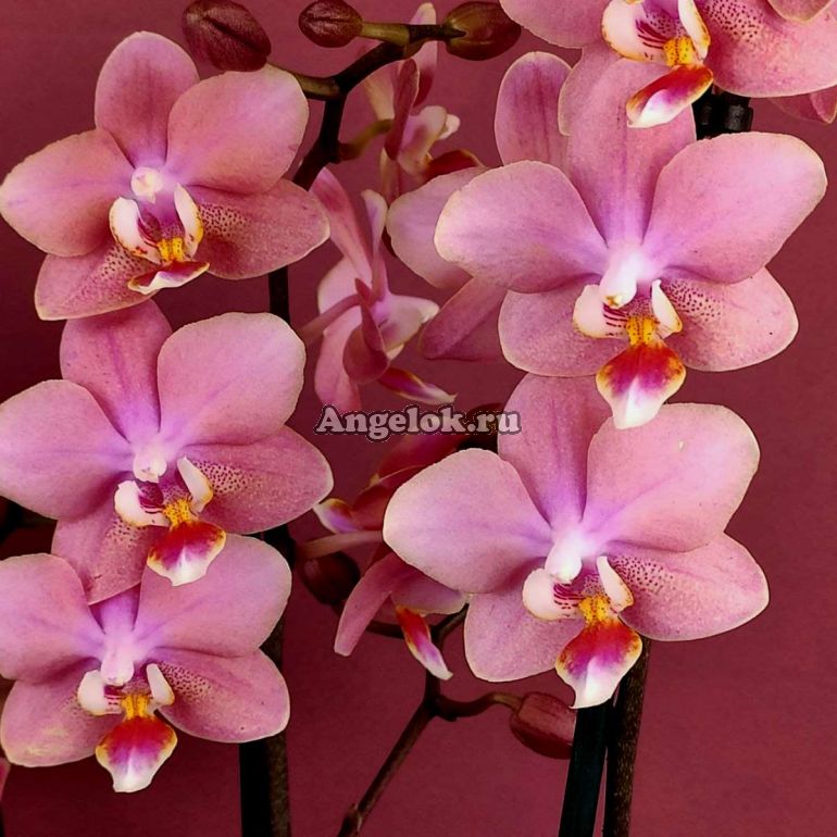 Фаленопсис Парфюмерная фабрика (Phalaenopsis Odorion) — купить в  интернет-магазине Ангелок