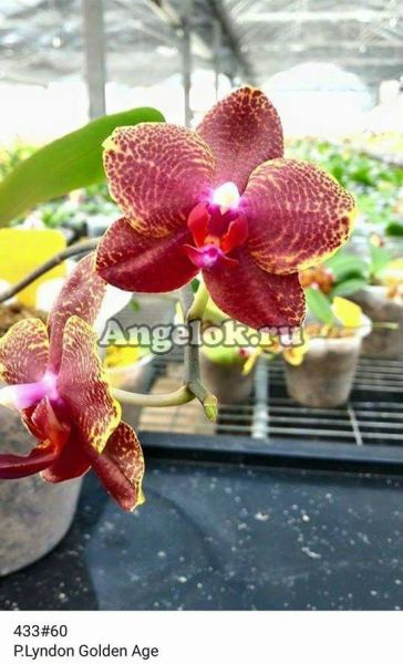 фото Фаленопсис (Phalaenopsis Lyndon Golden Age_60) Тайвань от магазина магазина орхидей Ангелок