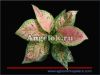 фото Аглаонема (Aglaonema Pink anyamanee) от магазина магазина орхидей Ангелок