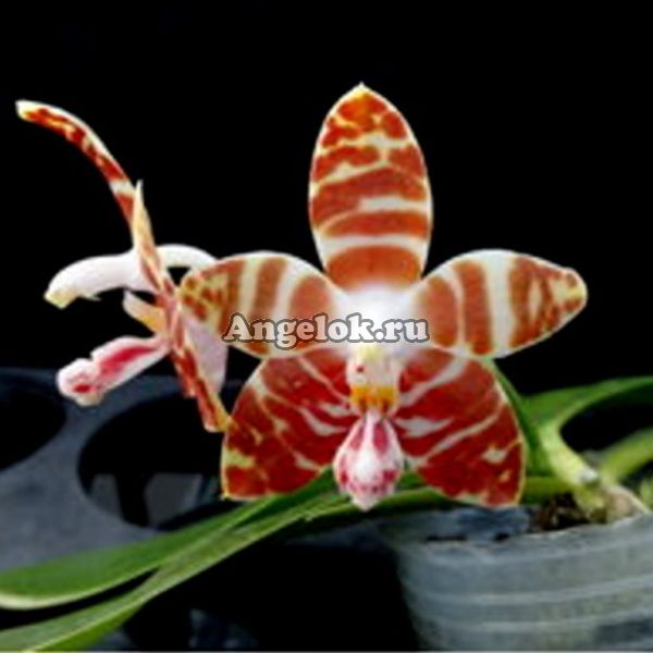 фото Фаленопсис (P.amboinensis v.common) Тайвань от магазина магазина орхидей Ангелок