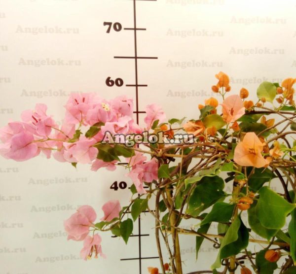 фото Бугенвиллия (Bougainvillea Bois De Roses) черенок от магазина магазина орхидей Ангелок