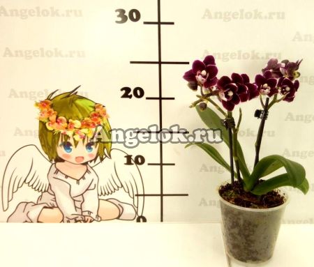 Фаленопсис Черный Ангел (Phalaenopsis Miki Black Angel)
