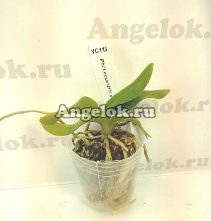 фото Фаленопсис (Phalaenopsis equestris x Renanthera. Storiei) от магазина магазина орхидей Ангелок