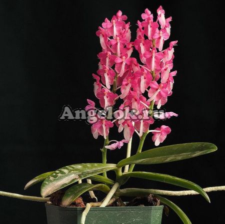 фото Dyakia hendersoniana  от магазина магазина орхидей Ангелок