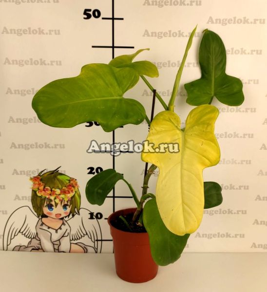 фото Филодендрон Золотая скрипка (Philodendron Gold Violin) от магазина магазина орхидей Ангелок