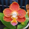 фото Фаленопсис (P.Yaphon Perfume 'coffee') от магазина магазина орхидей Ангелок