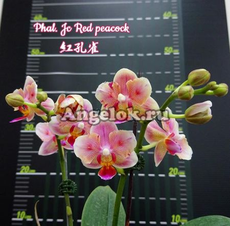 фото Фаленопсис (Phalaenopsis Jc Red Peacock) Тайвань от магазина магазина орхидей Ангелок