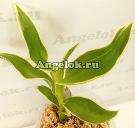 фото Цикнодес пестролистный (Cyc.Wine Delight variation of leaf) от магазина магазина орхидей Ангелок