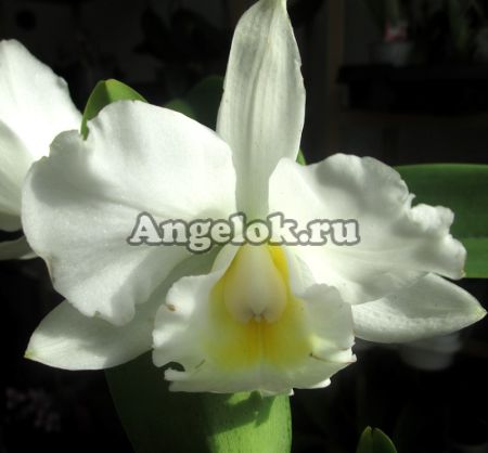 фото Каттлея (Cattleya) cat-05 от магазина магазина орхидей Ангелок