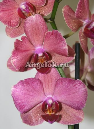 фото Фаленопсис (Phalaenopsis ) ph-88 от магазина магазина орхидей Ангелок