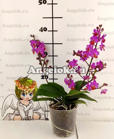 Фаленопсис Льюис (Phalaenopsis Liu's Triprince 'Hot Lip')