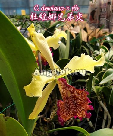 фото Каттлея Довиана (C. dowiana × sib) Тайвань от магазина магазина орхидей Ангелок