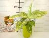 Аглаонема (Aglaonema White Tongnoppakul)