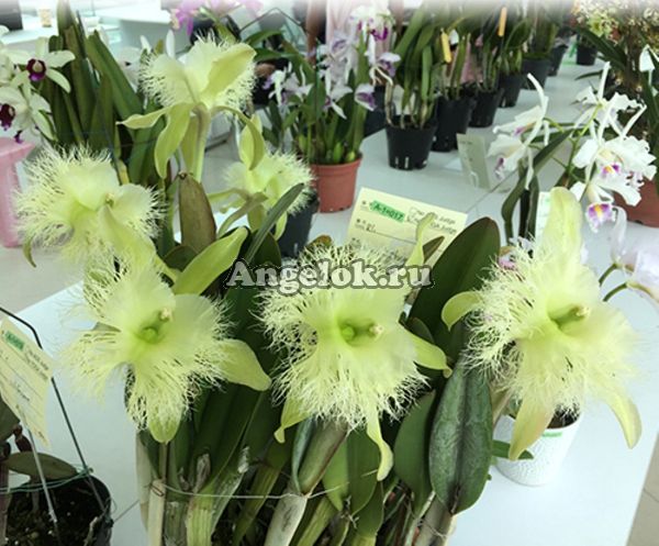 фото Каттлея Дигби (Rl.digbyana FCC/AOS) Тайвань от магазина магазина орхидей Ангелок
